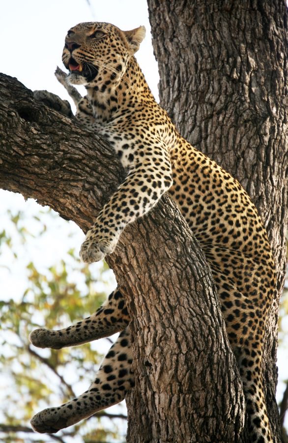 LEOPALD  hanging on the tree