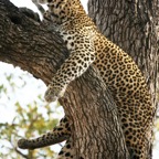 LEOPALD  hanging on the tree