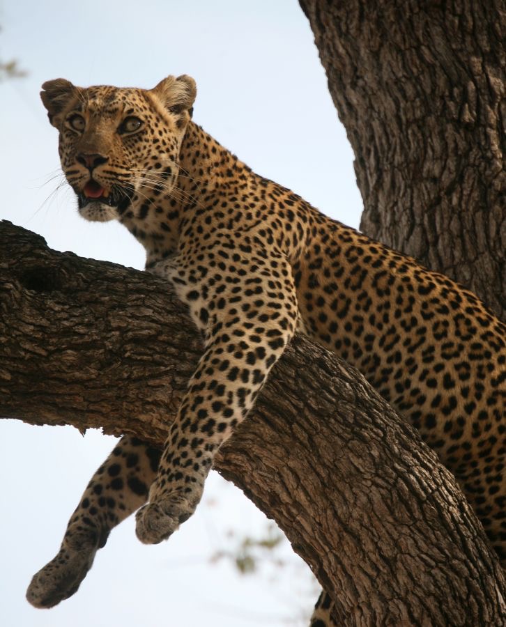 LEOPALD  resting in tree