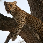 LEOPALD  resting in tree