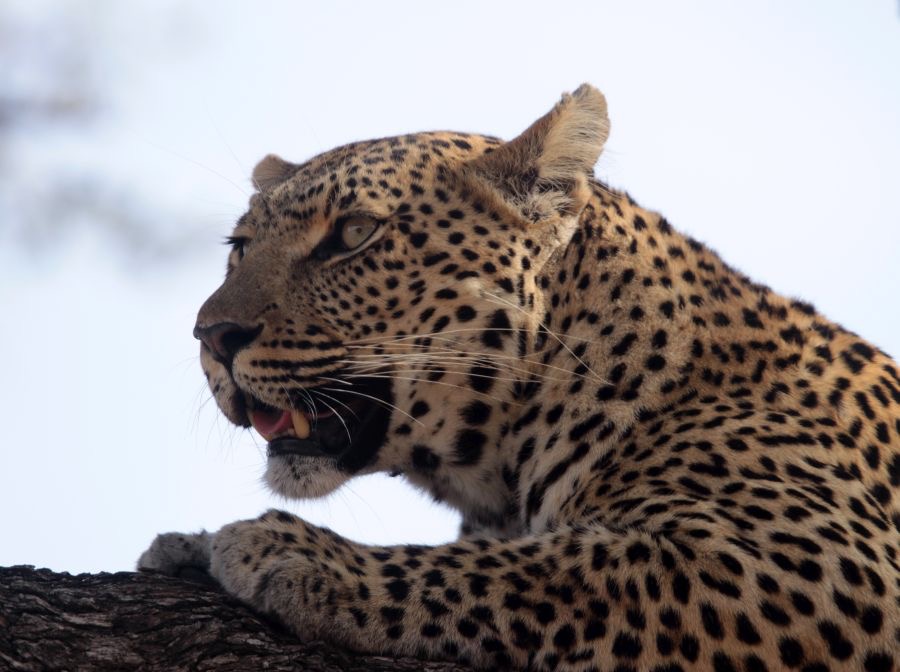 LEOPALD  taking it easy