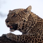 LEOPALD  taking it easy