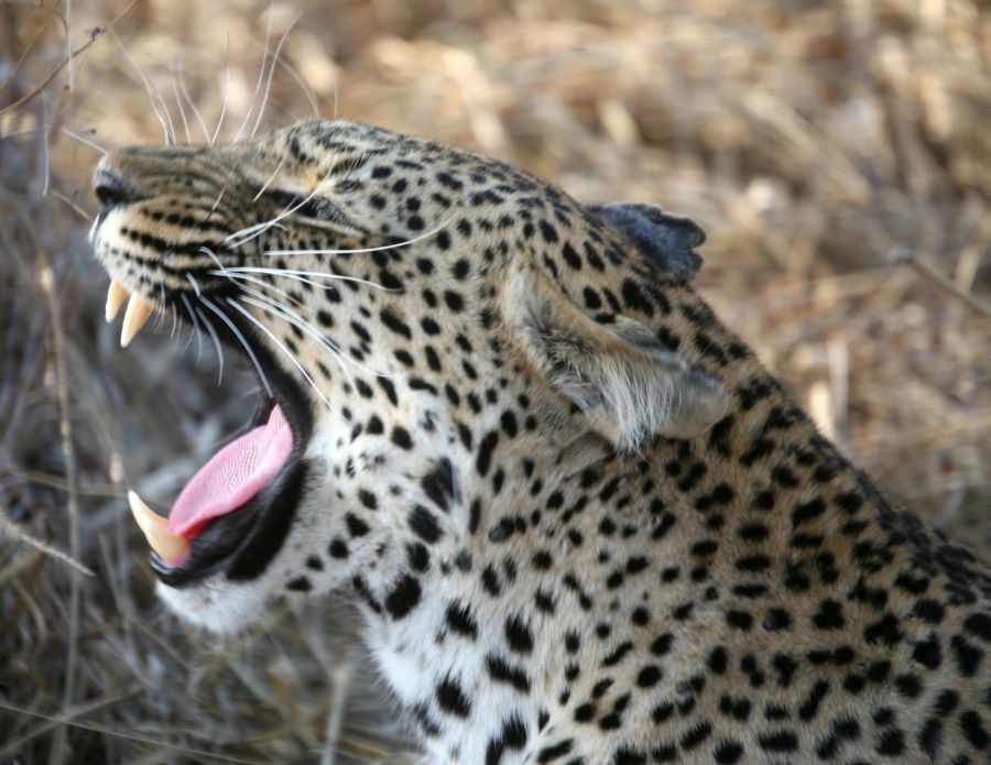 LEOPALD  yawning