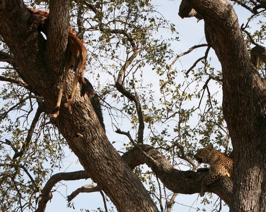 LEOPALD eyeing his dead prey