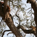 LEOPALD eyeing his dead prey