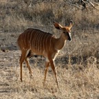 NYALA     female