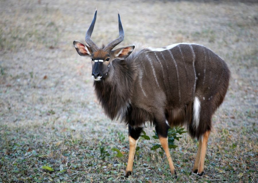 NYALA     male