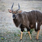 NYALA     male
