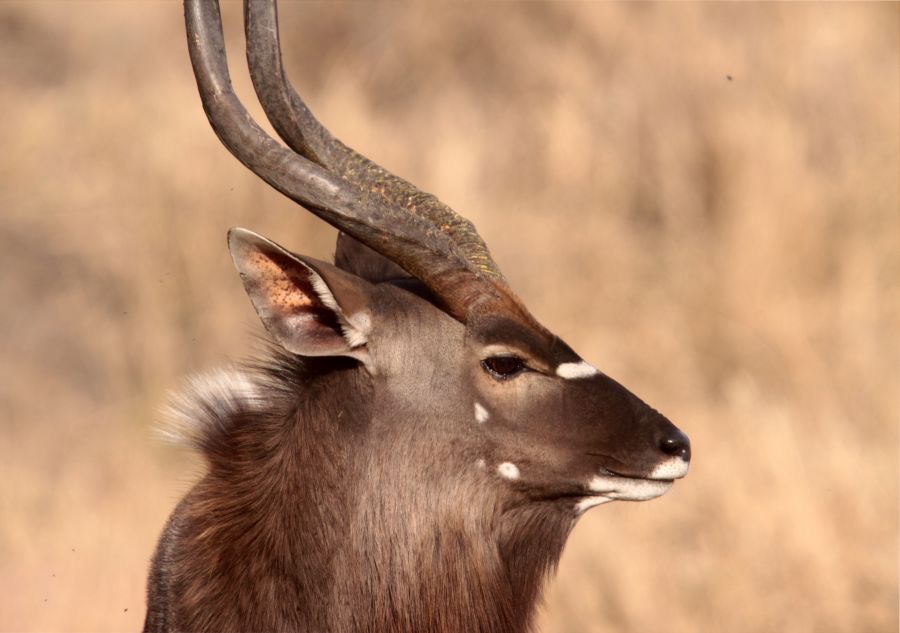 NYALA    male   headshot