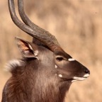 NYALA    male   headshot