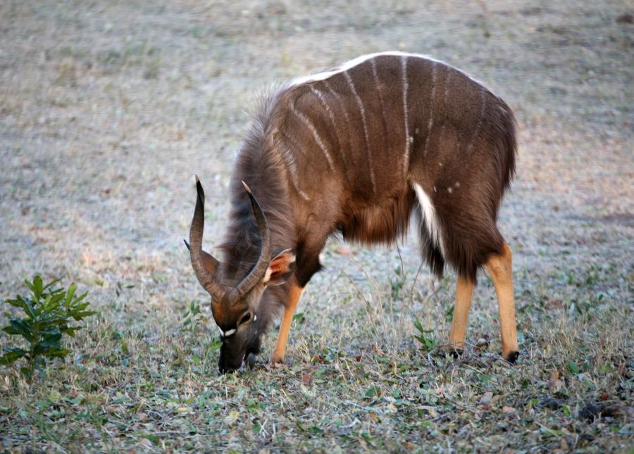NYALA  male   feeding
