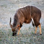 NYALA  male   feeding