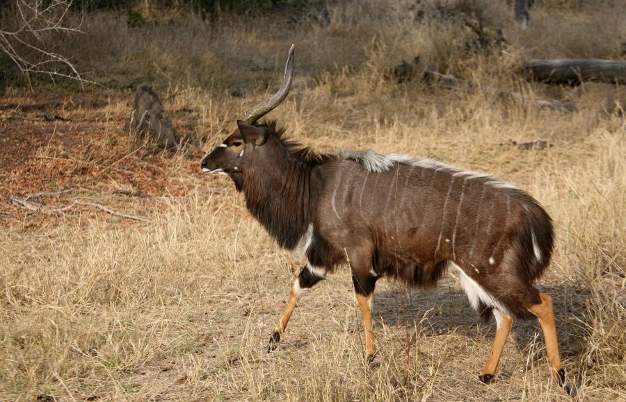 NYALA  male