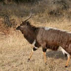 NYALA  male