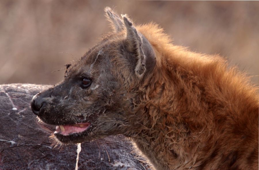 SPOTTED  HYAENA  salivating
