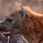 SPOTTED  HYAENA  salivating