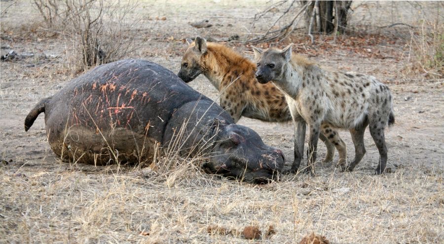 SPOTTED  HYAENAS  at dead HIppo