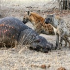 SPOTTED  HYAENAS  at dead HIppo