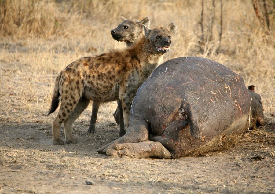 SPOTTED HYAENAS    feeding on dead Hippo