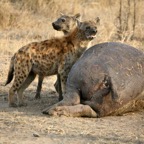 SPOTTED HYAENAS    feeding on dead Hippo