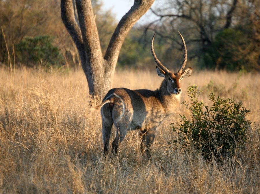 WATERBUCK     male