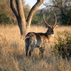 WATERBUCK     male
