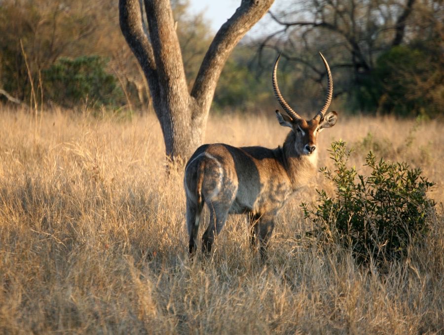 WATERBUCK  male