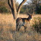 WATERBUCK  male