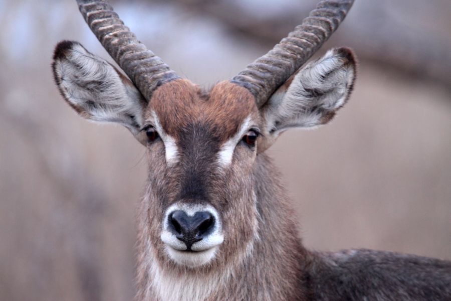 WATERBUCK male   headshot