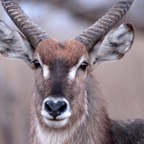 WATERBUCK male   headshot