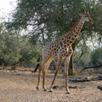 GIRAFFE.   heading for water.JPG