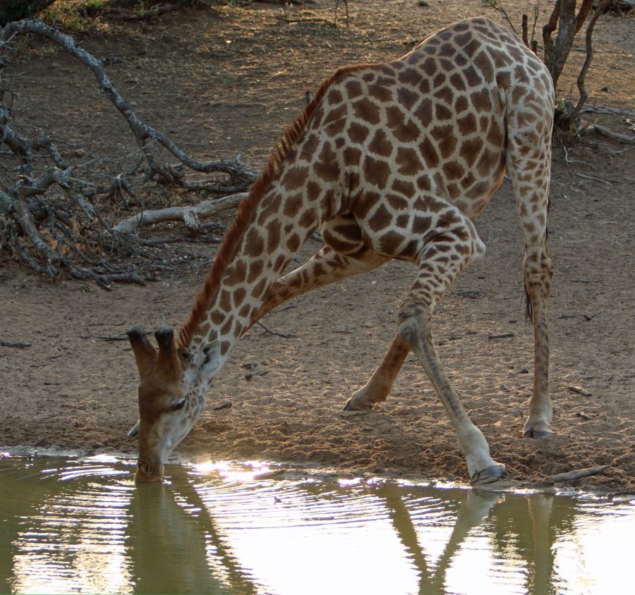 GIRAFFE...   drinking cautiously.JPG