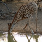 GIRAFFE...   drinking cautiously.JPG