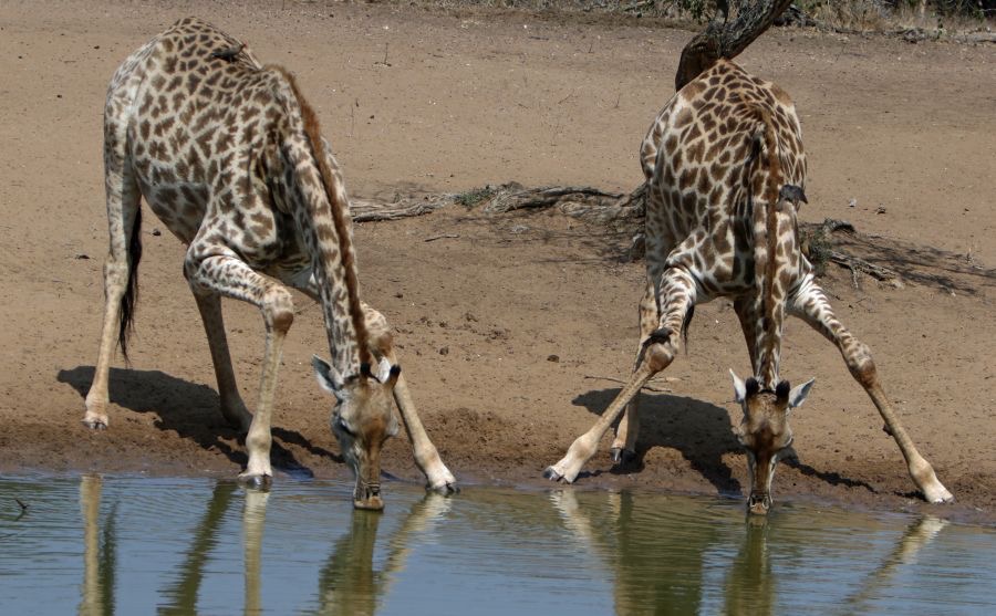 GIRAFFES  duo  drinking.JPG
