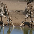 GIRAFFES  duo  drinking.JPG