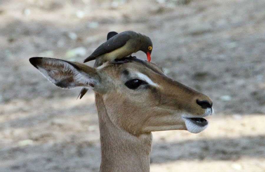 IMPALA.     female   with Oxpecker.JPG