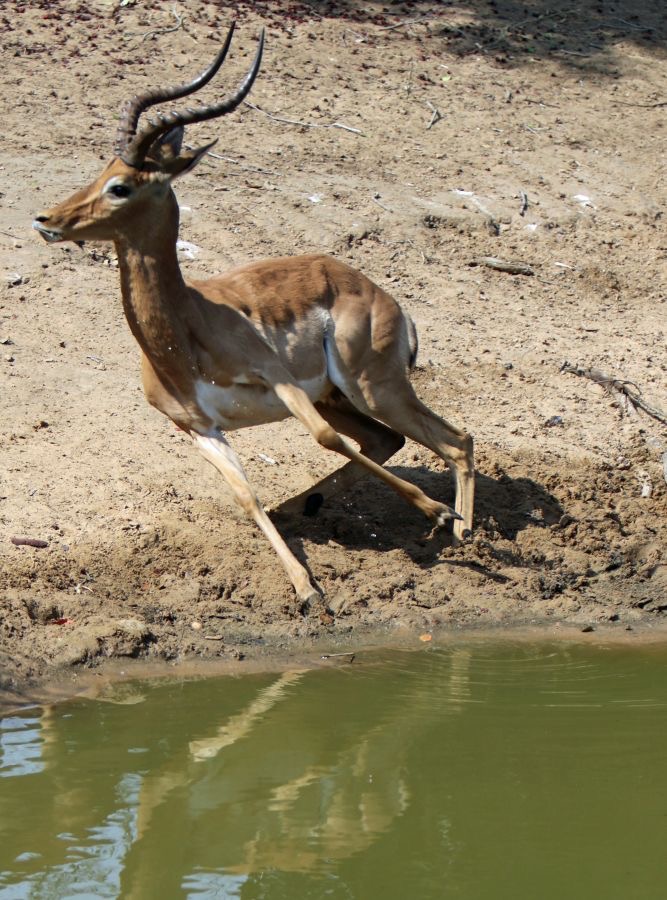 IMPALA.  male.  alarmed.JPG