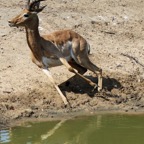 IMPALA.  male.  alarmed.JPG