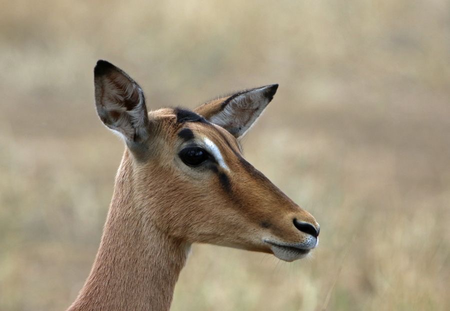 IMPALA..      female   headshot..JPG