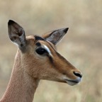 IMPALA..      female   headshot..JPG