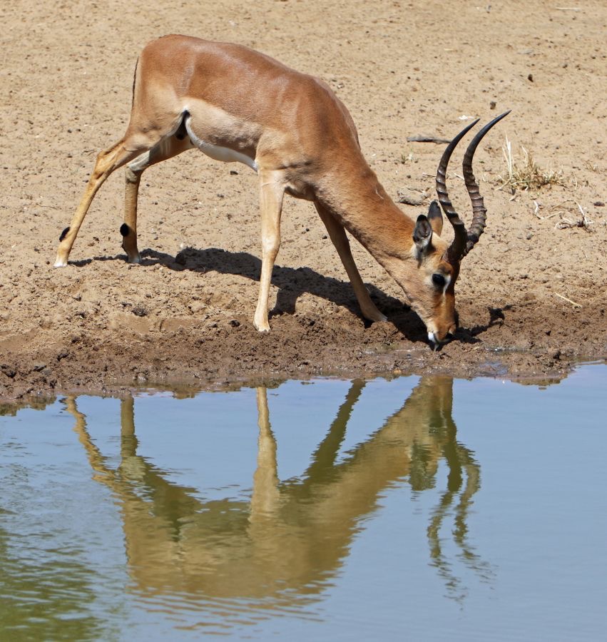 IMPALA..  male..   reflection.JPG