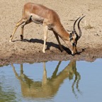 IMPALA..  male..   reflection.JPG