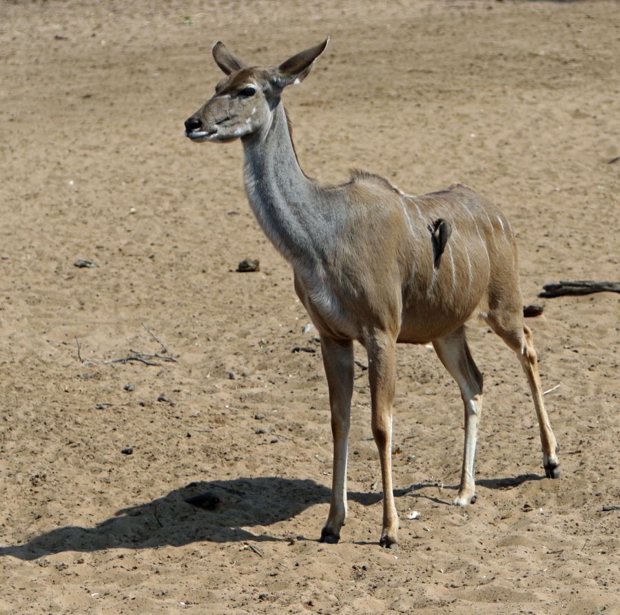 KUDU.  GREATER     female...JPG