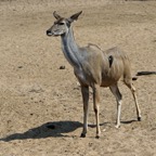 KUDU.  GREATER     female...JPG