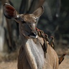 KUDU. GREATER. female.  with many Oxpeckers.JPG
