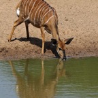 NYALA.    female   drinking.JPG