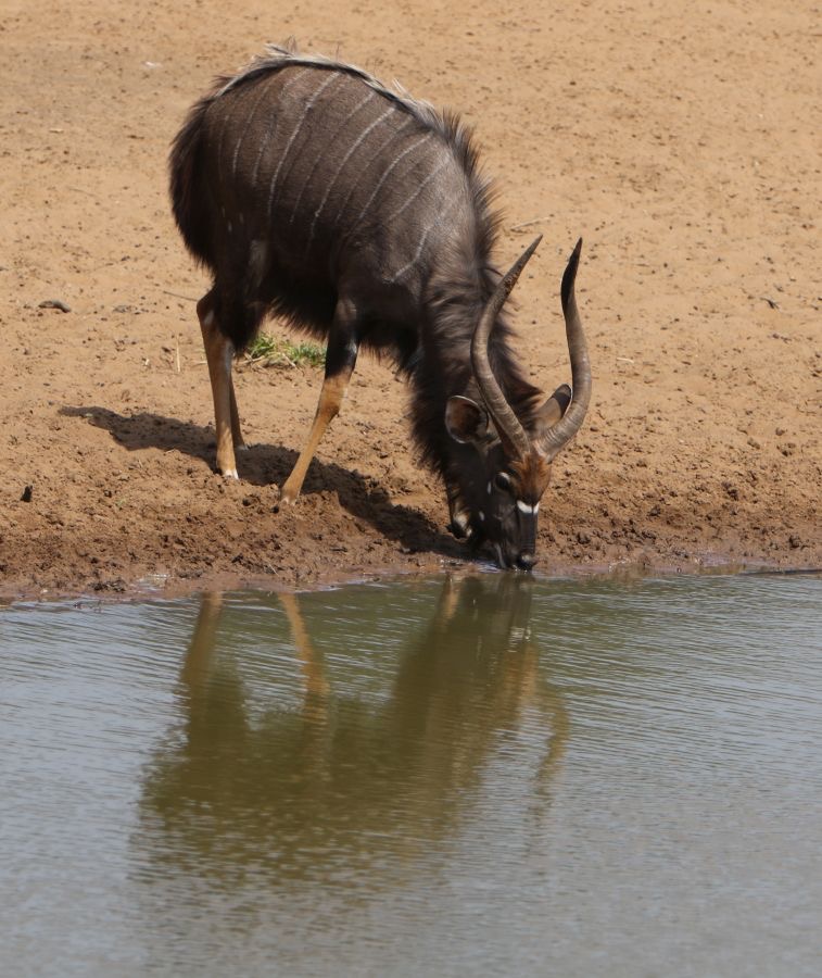 NYALA.   male..   drinking.JPG