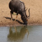 NYALA.   male..   drinking.JPG