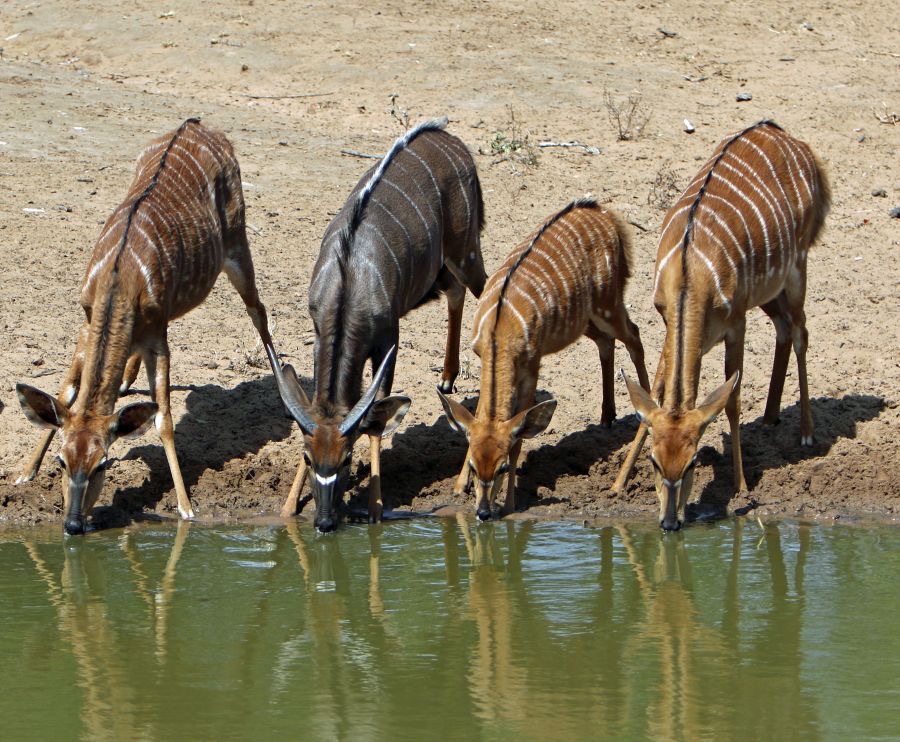 NYALA. family.    1 male &               3 females.jpg