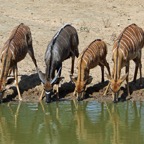NYALA. family.    1 male &               3 females.jpg